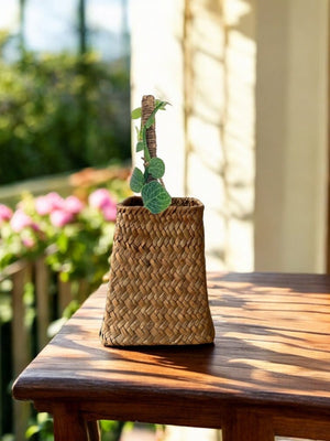 Second Chance: Rattan Basket FREE assorted plant - Pots - POTS - SECO - 6822 - Tumbleweed Plants - Online Plant Delivery Singapore