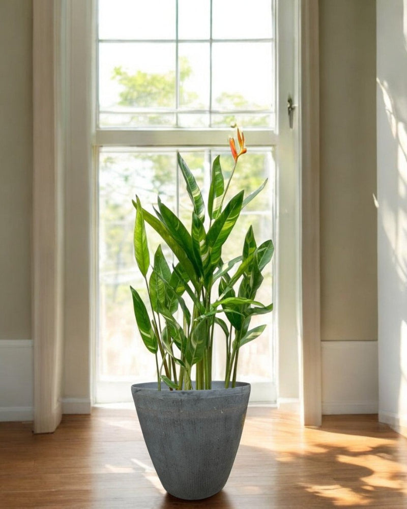 Second Chance: Rockspire Pot FREE assorted plant - Second Chance - SECO - SECO - 6872 - Tumbleweed Plants - Online Plant Delivery Singapore