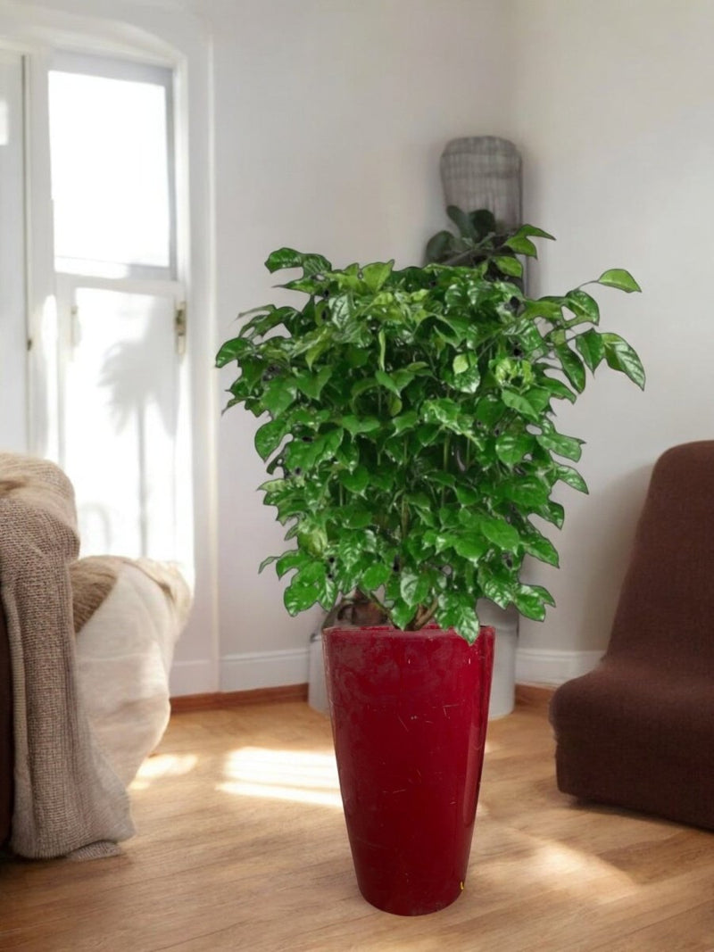 Second Chance: Ruby Rise Pot FREE assorted plant - Second Chance - SECO - SECO - 6867 - Tumbleweed Plants - Online Plant Delivery Singapore