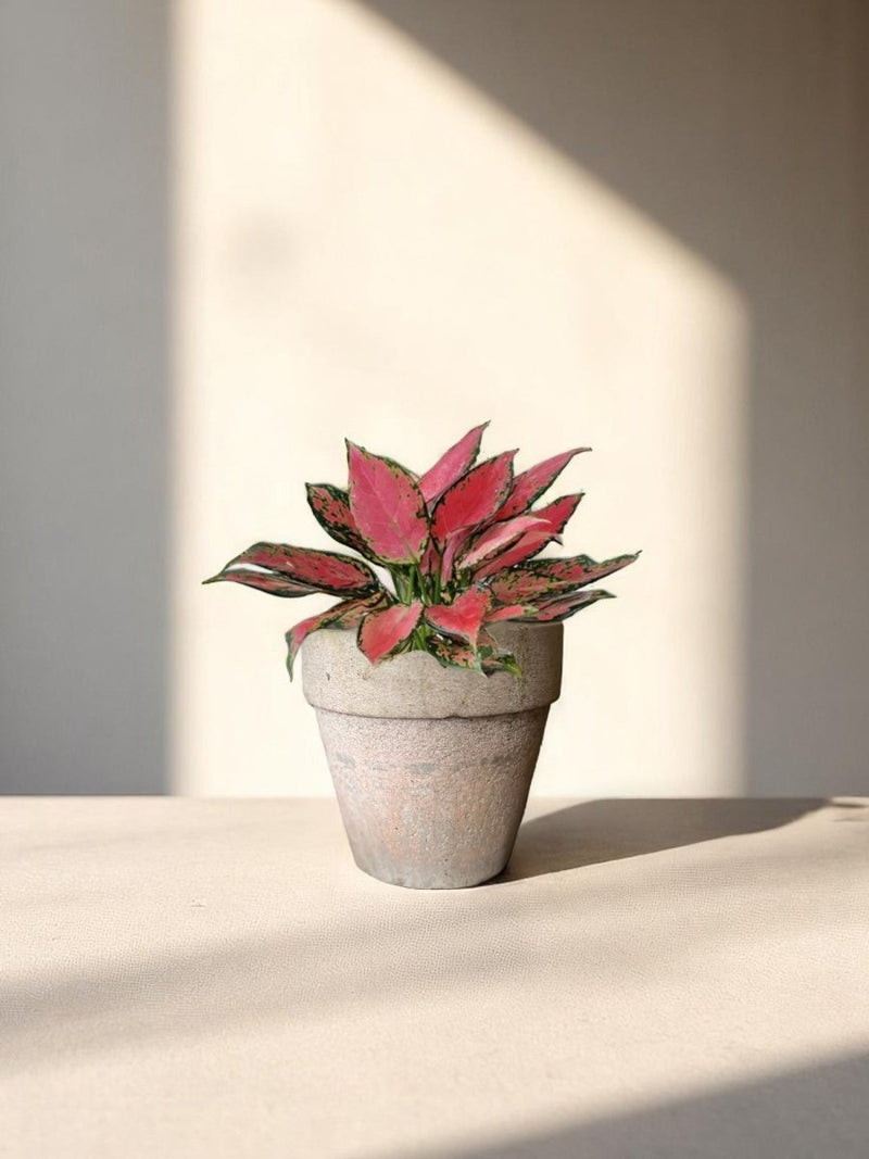 Second Chance: Sadie Pot FREE assorted plant - Second Chance - POTS - SECO - 6835 - Tumbleweed Plants - Online Plant Delivery Singapore