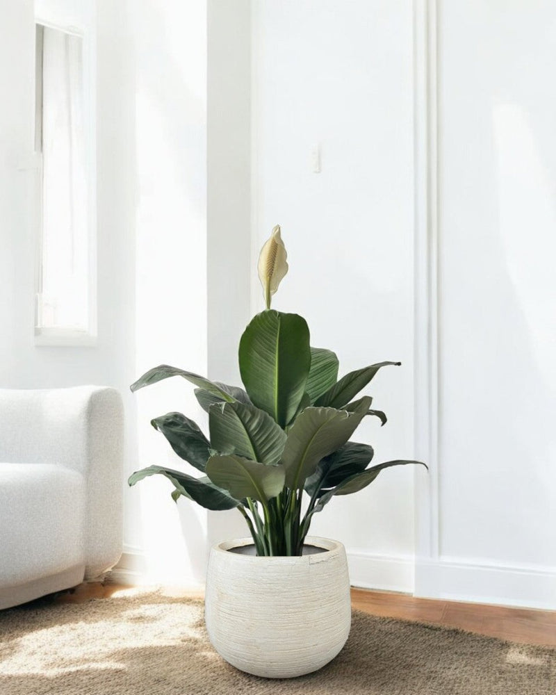 Second Chance: Sandy Pot FREE assorted plant - Second Chance - SECO - SECO - 6866 - Tumbleweed Plants - Online Plant Delivery Singapore