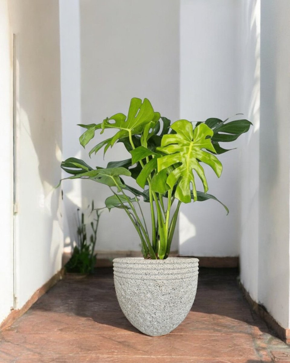 SECOND CHANCE: Sessa Pot Large with FREE assorted plant - Pots - POTS - SECO - 6796 - Tumbleweed Plants - Online Plant Delivery Singapore