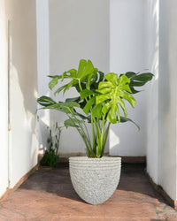 SECOND CHANCE: Sessa Pot Large with FREE assorted plant - Pots - POTS - SECO - 6796 - Tumbleweed Plants - Online Plant Delivery Singapore