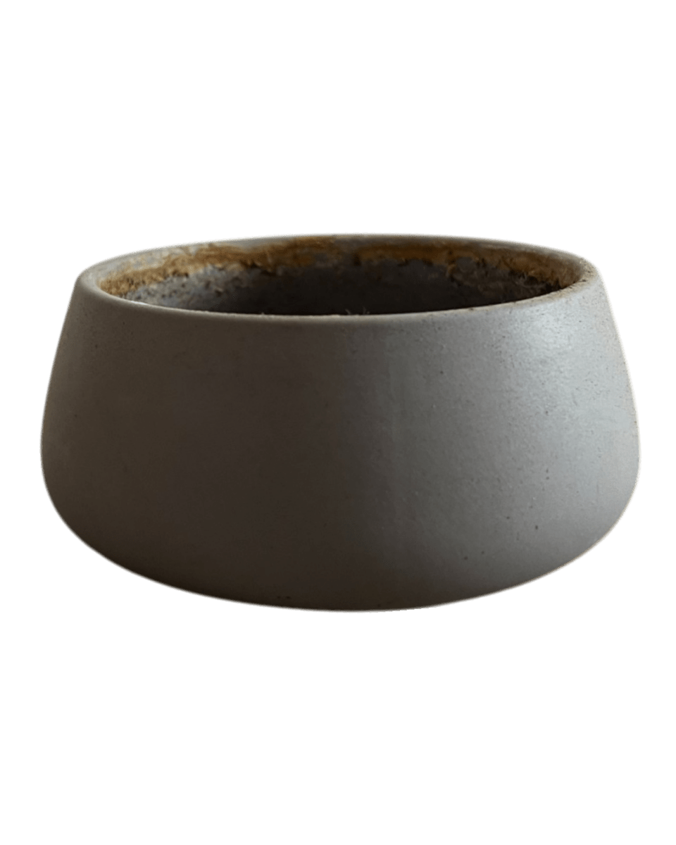 Second Chance: Slate Haven Pot FREE assorted plant - Pots - POTS - SECO - 6825 - Tumbleweed Plants - Online Plant Delivery Singapore