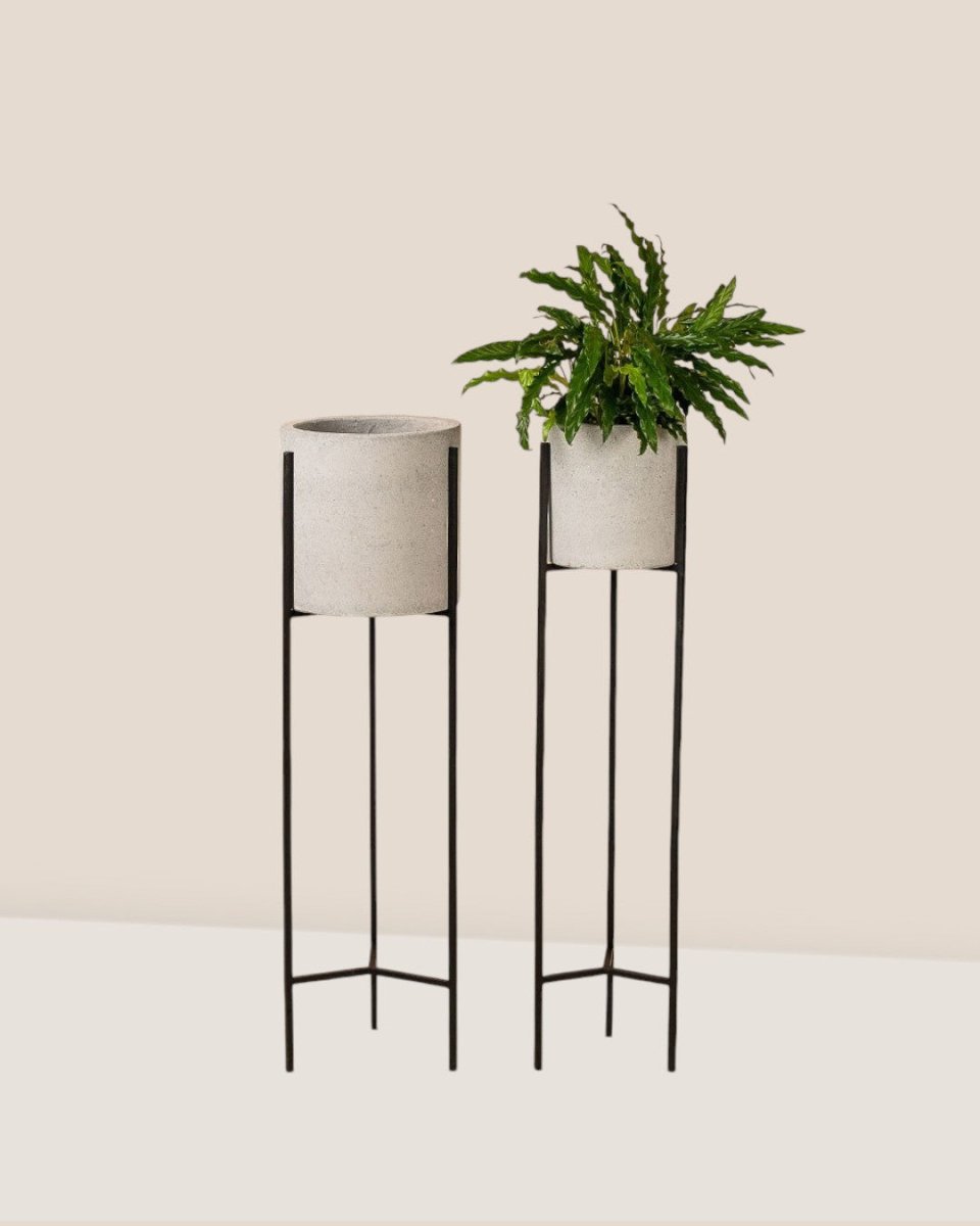 Second Chance : Tall Plant Stands (no pot) - small - Stand - Tumbleweed Plants - Online Plant Delivery Singapore