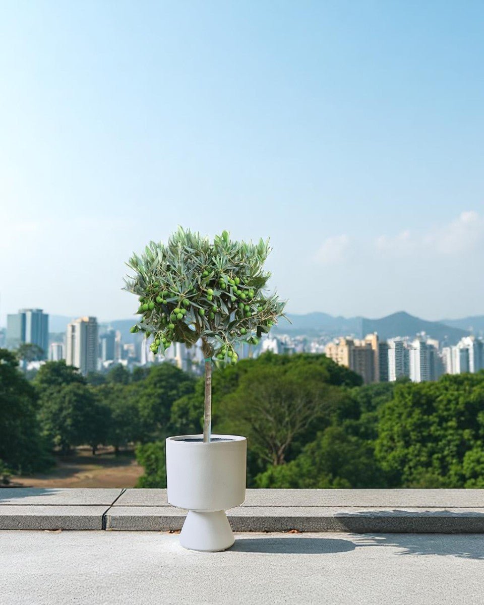Second Chance: Tallsy Pot FREE assorted plant - Second Chance - POTS - SECO - 6820 - Tumbleweed Plants - Online Plant Delivery Singapore