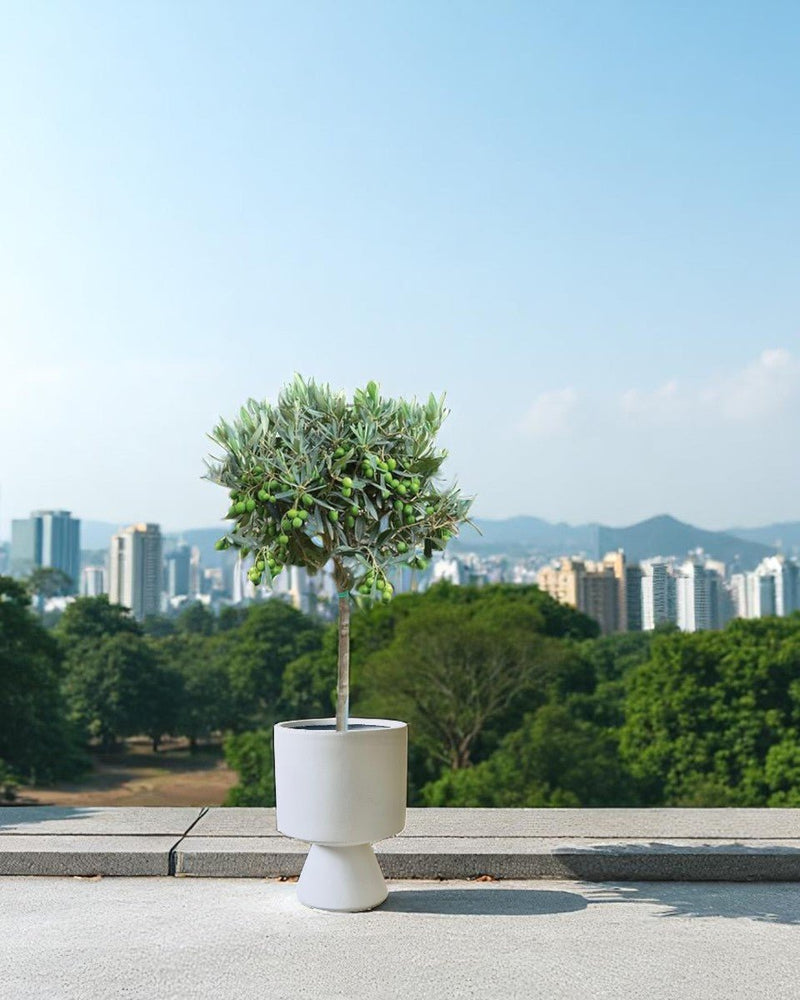Second Chance: Tallsy Pot FREE assorted plant - Second Chance - POTS - SECO - 6820 - Tumbleweed Plants - Online Plant Delivery Singapore