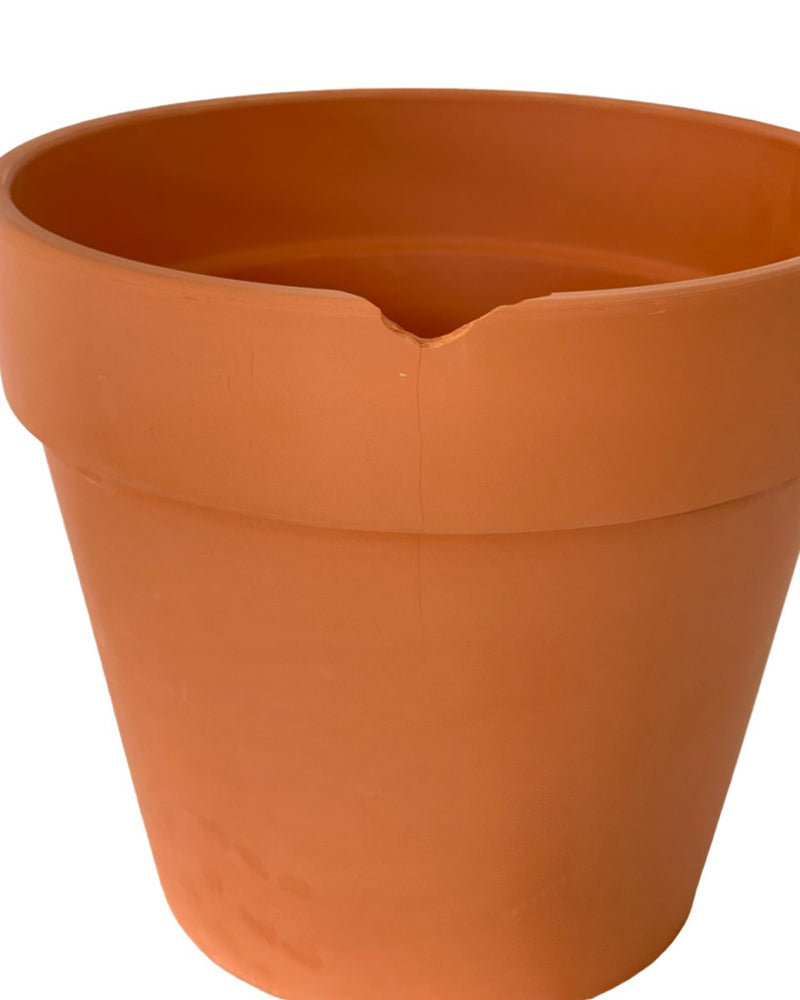 Second Chance: Terracotta Pot - Pot - Tumbleweed Plants - Online Plant Delivery Singapore
