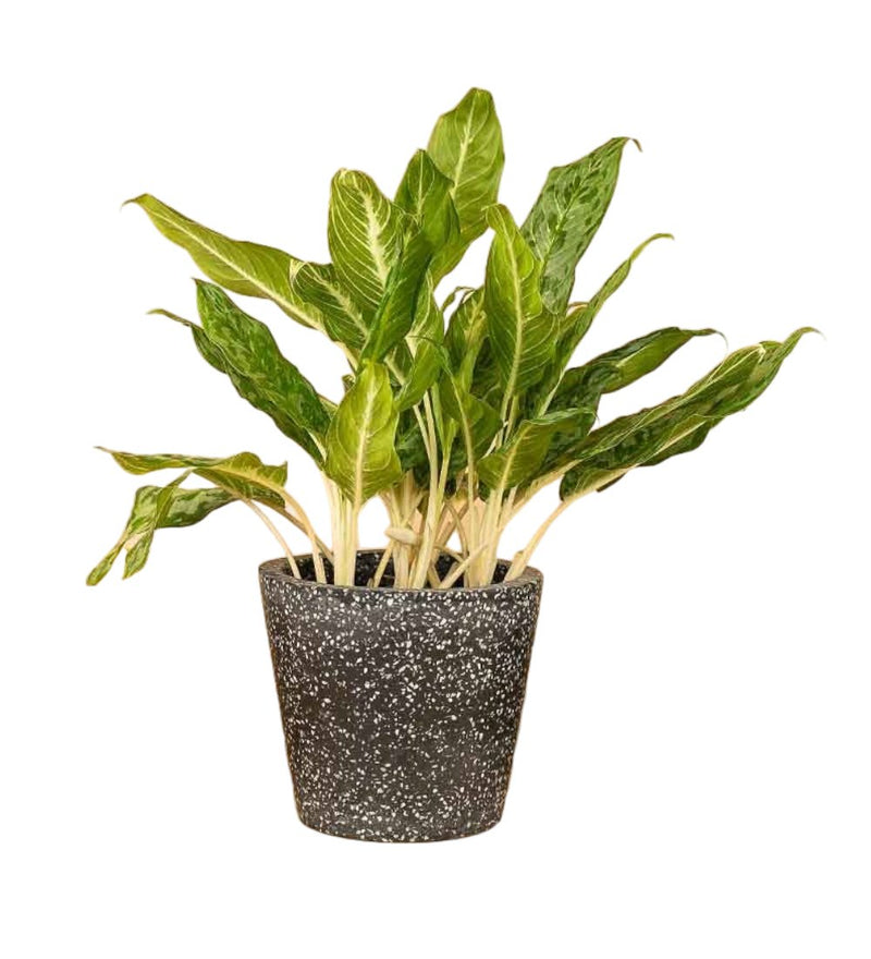 Second Chance: Terrazzo Pots - black - Pot - Tumbleweed Plants - Online Plant Delivery Singapore
