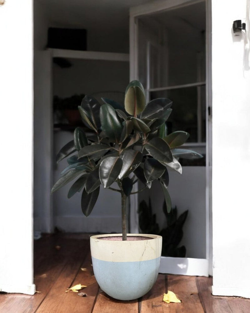 Second Chance: Two Tone Pot FREE assorted plant - Second Chance - SECO - SECO - 6865 - Tumbleweed Plants - Online Plant Delivery Singapore