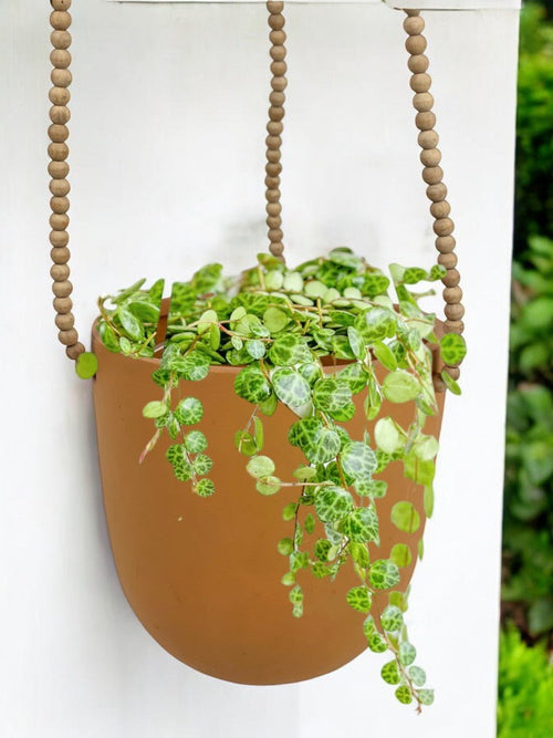 Second Chance: Ungasan Planters FREE assorted plant - Pots - POT - SECO - GRN - 5528 - Tumbleweed Plants - Online Plant Delivery Singapore