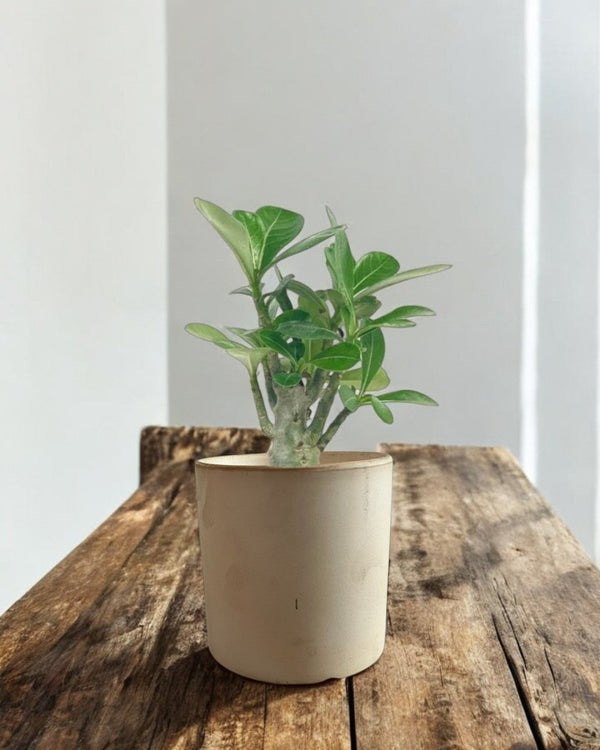 Second Chance: Vanilla Dusk Pot FREE assorted plant - Pots - POTS - SECO - 6832 - Tumbleweed Plants - Online Plant Delivery Singapore