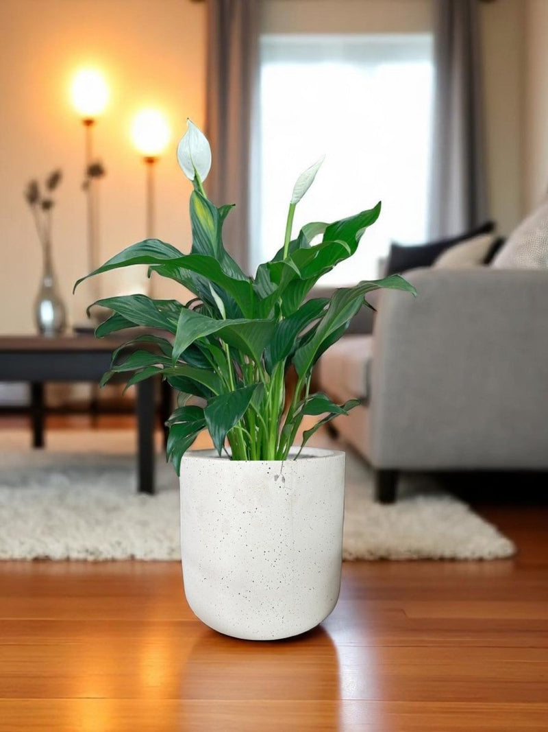 Second Chance: Vanilla Dusk Pot FREE assorted plant - Second Chance - POTS - SECO - 6832 - Tumbleweed Plants - Online Plant Delivery Singapore