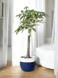 Second Chance: White / Blue Resin Pot FREE assorted plant - Pots - POT - SECO - 6334 - Tumbleweed Plants - Online Plant Delivery Singapore