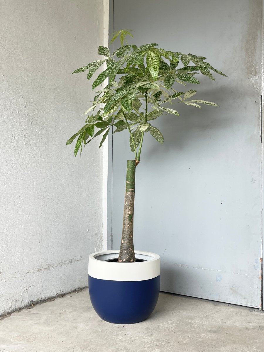 Second Chance: White / Blue Resin Pot FREE assorted plant - Pots - POT - SECO - 6334 - Tumbleweed Plants - Online Plant Delivery Singapore