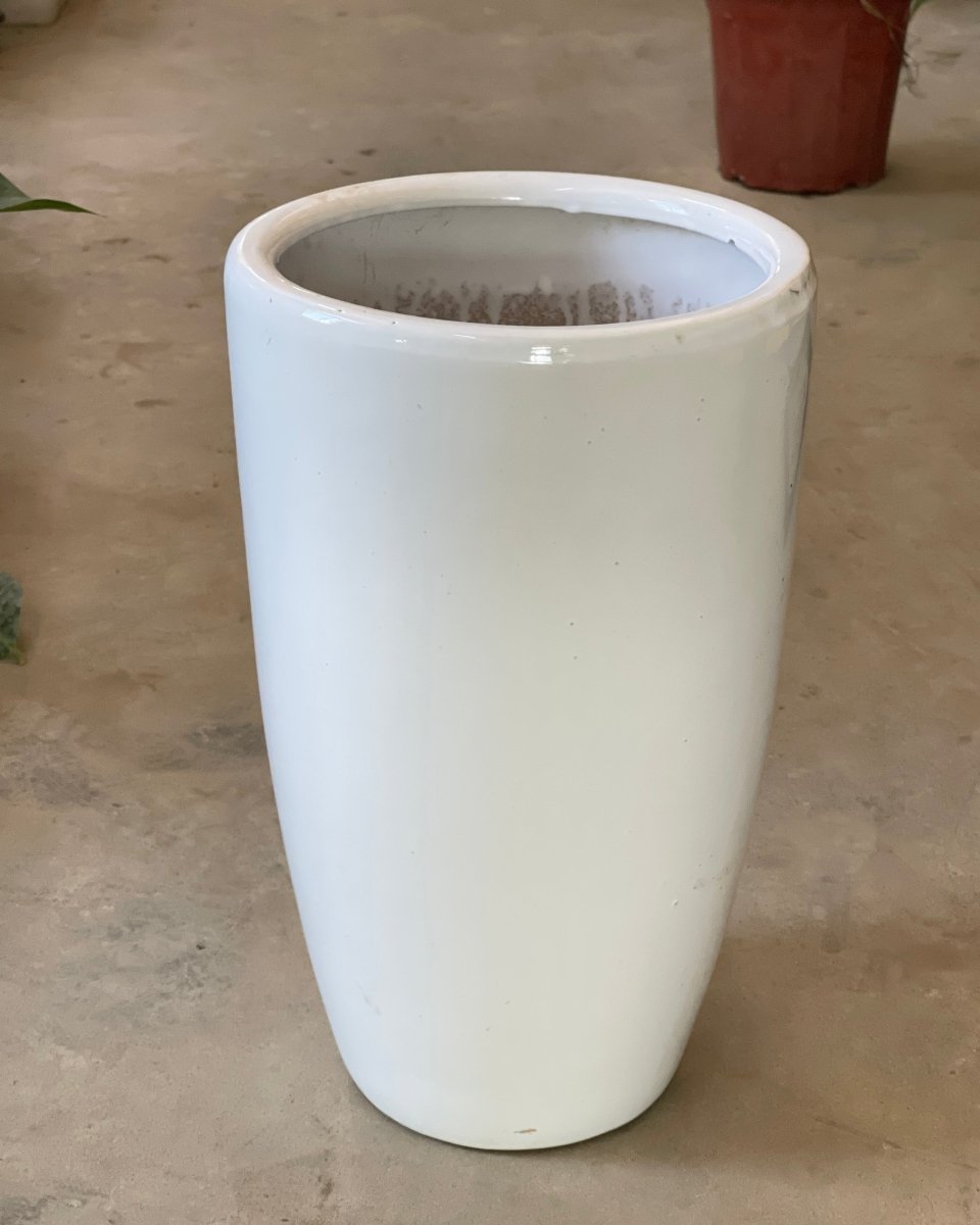 Second Chance: White Gloss Tall Cone Pot - Pot - Tumbleweed Plants - Online Plant Delivery Singapore