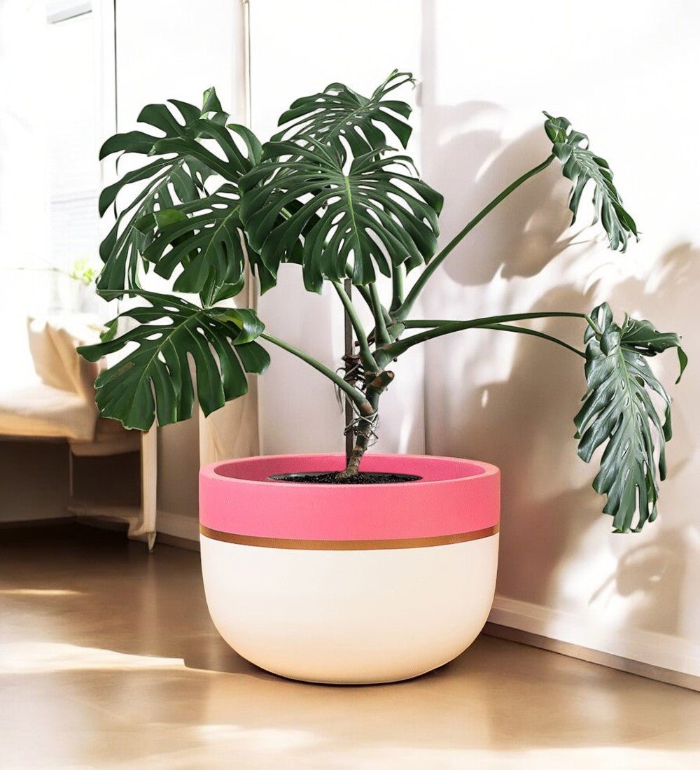 Second Chance: Wide Pot Pink FREE assorted plant - Pots - POT - SECO - XTR - 5416 - Tumbleweed Plants - Online Plant Delivery Singapore