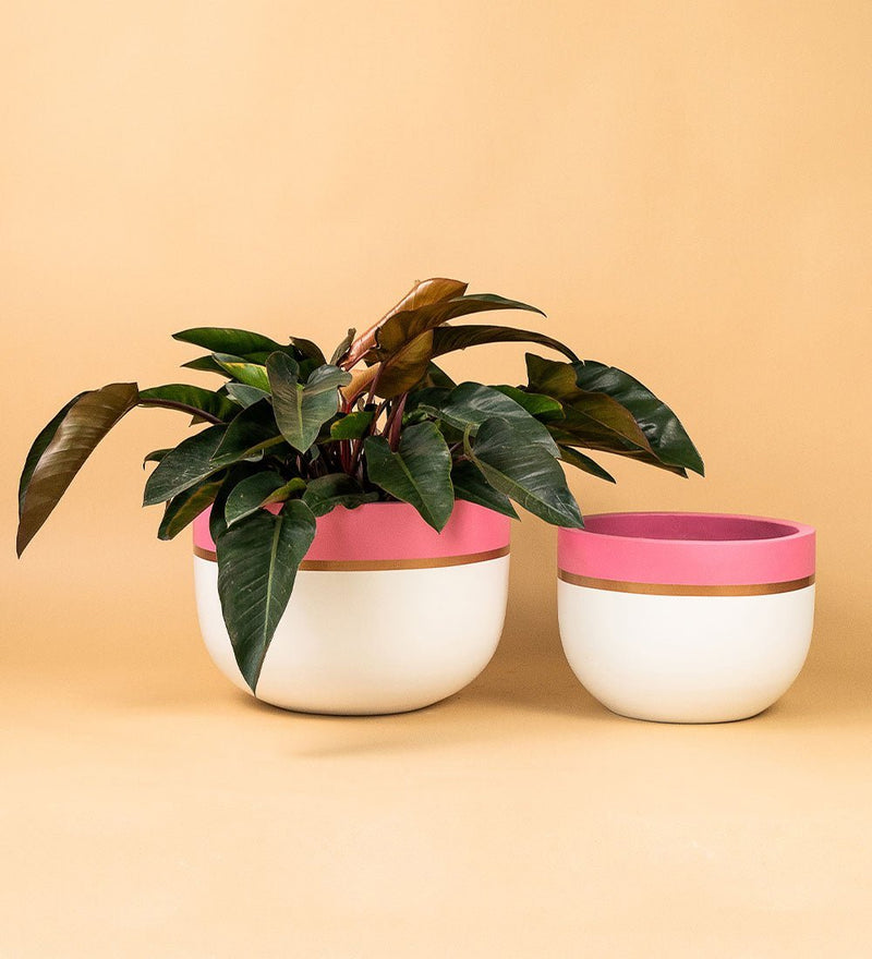 Second Chance: Wide Pot Pink - large - Pot - Tumbleweed Plants - Online Plant Delivery Singapore