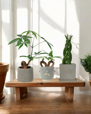 Second Chance: Wooden Riser - Pots - POTS - SECO - 6843 - Tumbleweed Plants - Online Plant Delivery Singapore