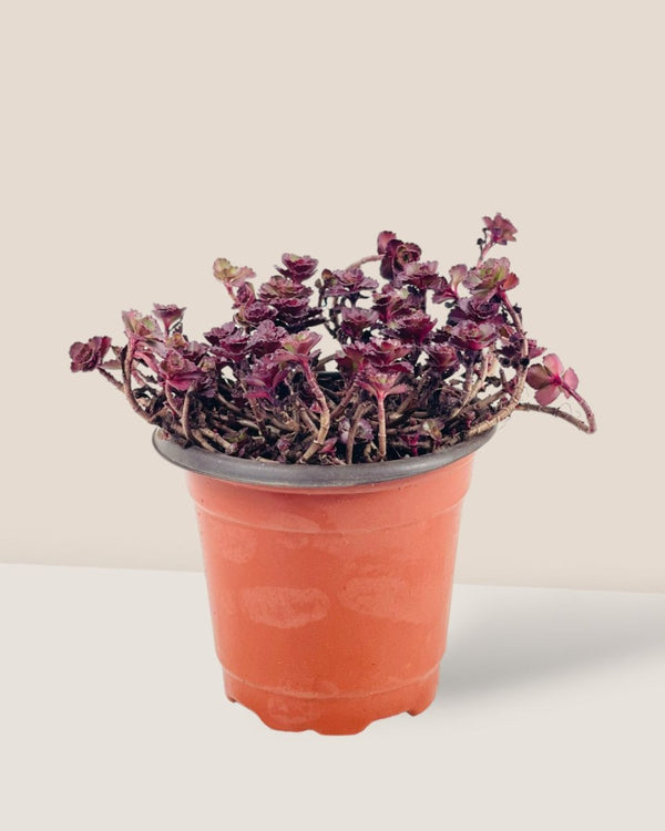 Sedum Spurium 'Dragon's Blood' - grow pot - Potted plant - Tumbleweed Plants - Online Plant Delivery Singapore