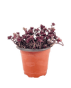 Sedum Spurium 'Dragon's Blood' - grow pot - Potted plant - Tumbleweed Plants - Online Plant Delivery Singapore