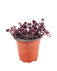 Sedum Spurium 'Dragon's Blood' - grow pot - Potted plant - Tumbleweed Plants - Online Plant Delivery Singapore