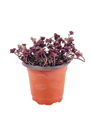 Sedum Spurium 'Dragon's Blood'