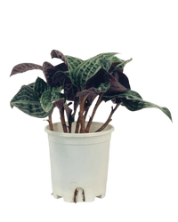 Seersucker Plant - grow pot - Potted plant - Tumbleweed Plants - Online Plant Delivery Singapore