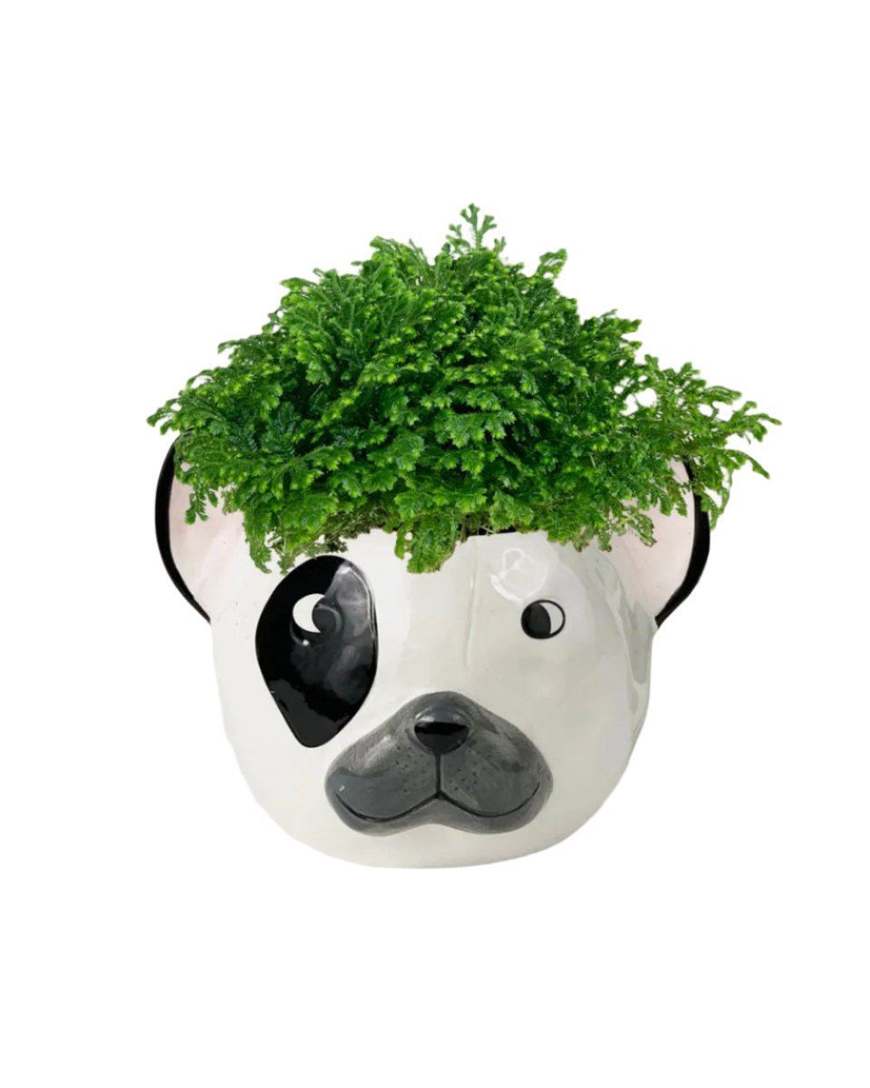 frenchie planter