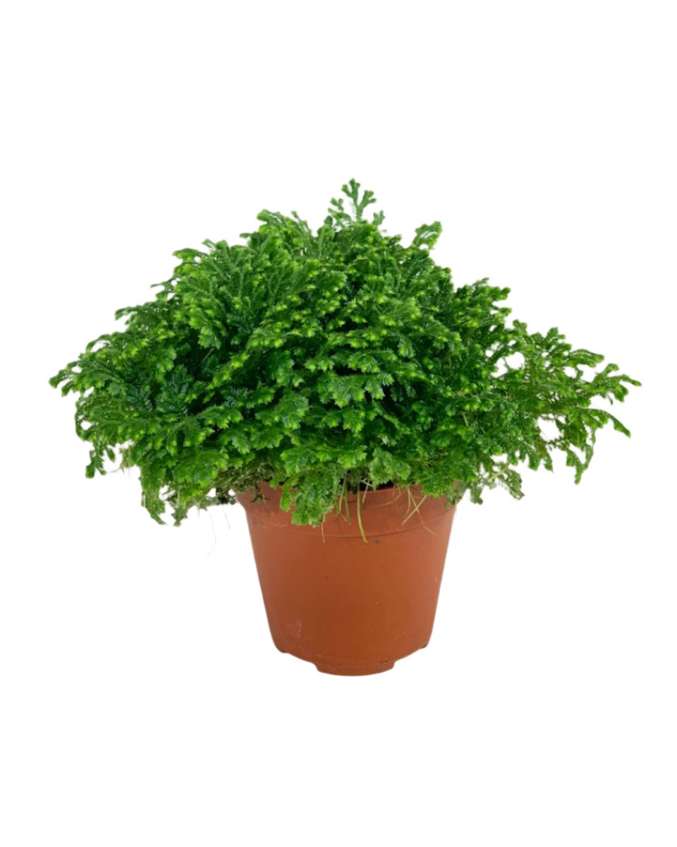 Selaginella Jori - grow pot - Potted plant - Tumbleweed Plants - Online Plant Delivery Singapore