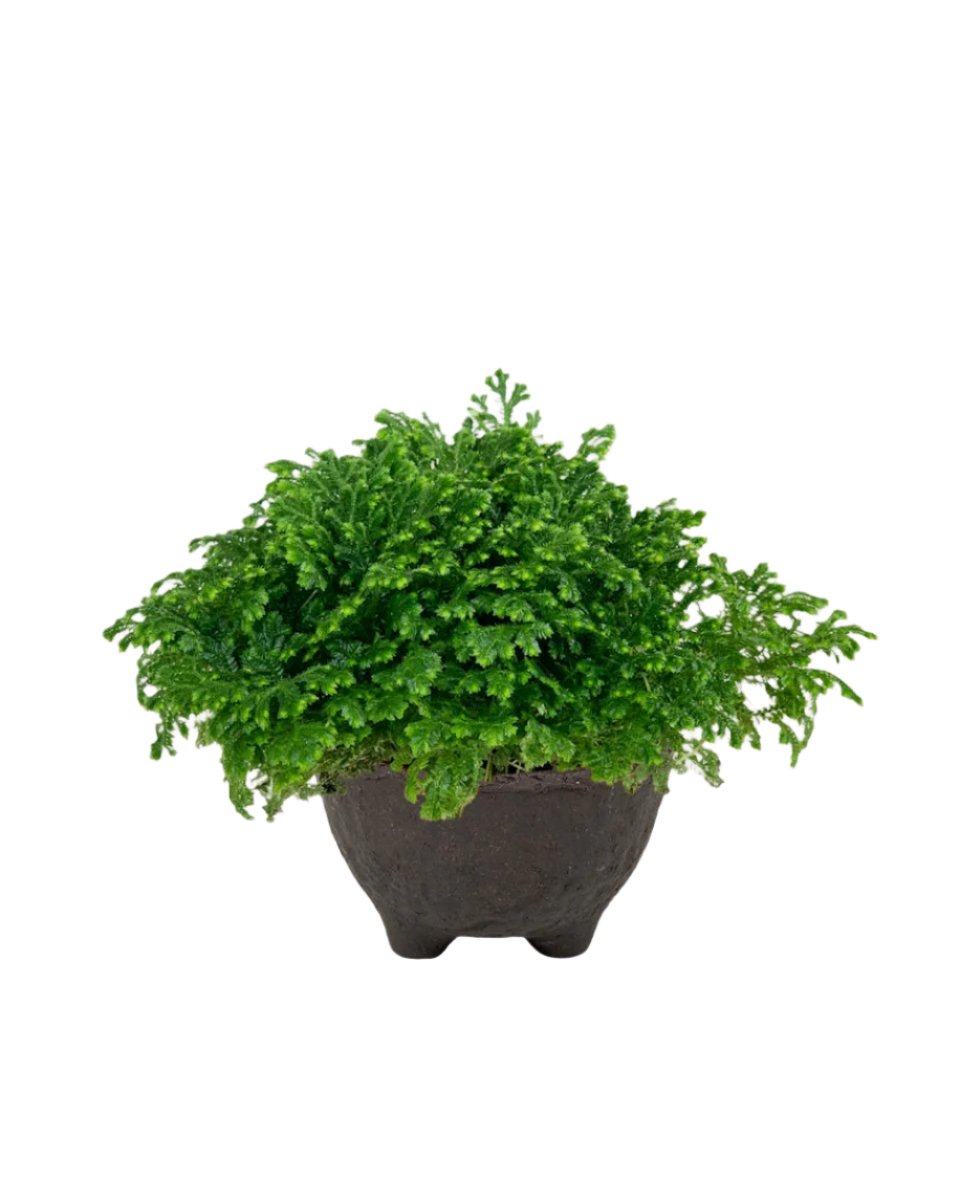 Selaginella Jori - wabi sabi coal planter - Potted plant - Tumbleweed Plants - Online Plant Delivery Singapore