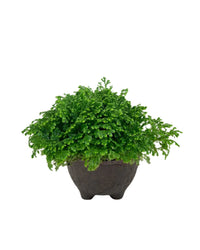 Selaginella Jori - wabi sabi coal planter - Potted plant - Tumbleweed Plants - Online Plant Delivery Singapore