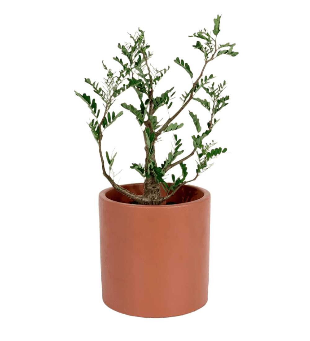 Senna Meridionalis (Japan) - Potted plant - Tumbleweed Plants - Online Plant Delivery Singapore