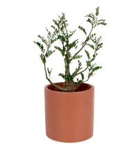 Senna Meridionalis (Japan) - Potted plant - Tumbleweed Plants - Online Plant Delivery Singapore