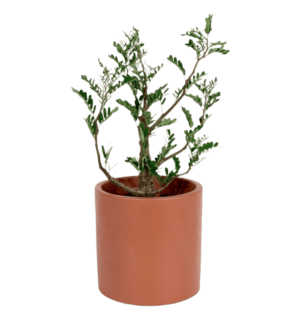 Senna Meridionalis (Japan) - Potted plant - Tumbleweed Plants - Online Plant Delivery Singapore