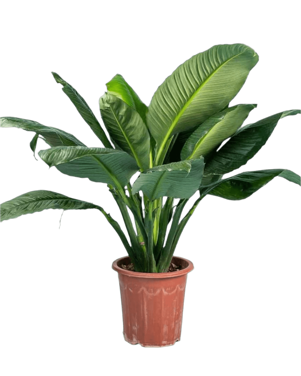 Sensation Peace Lily in a grow pot