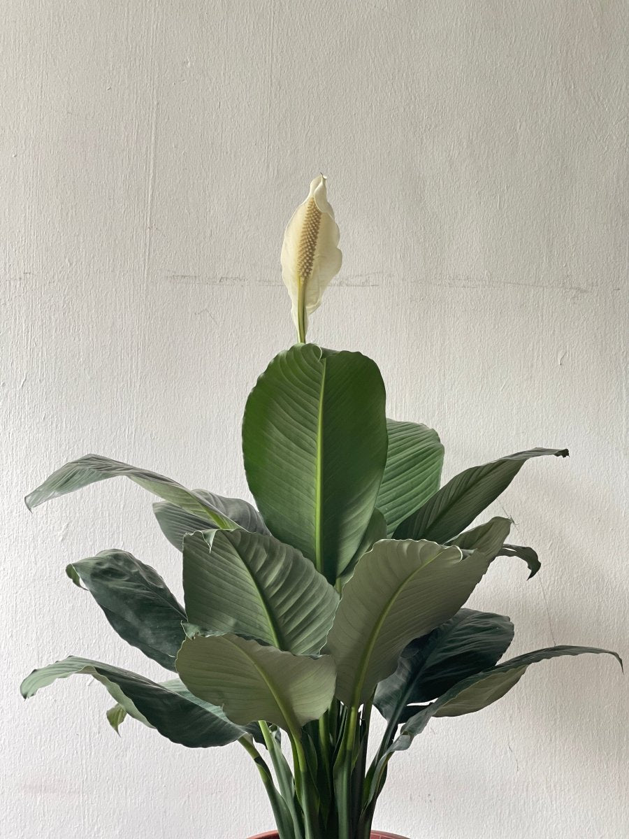 Sensation Peace Lily - grow pot - Potted plant - Tumbleweed Plants - Online Plant Delivery Singapore