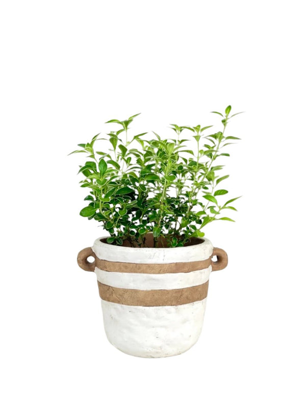 Serissa Japonica 'Snow Rose' - brindle pot - standard/white - Potted plant - Tumbleweed Plants - Online Plant Delivery Singapore