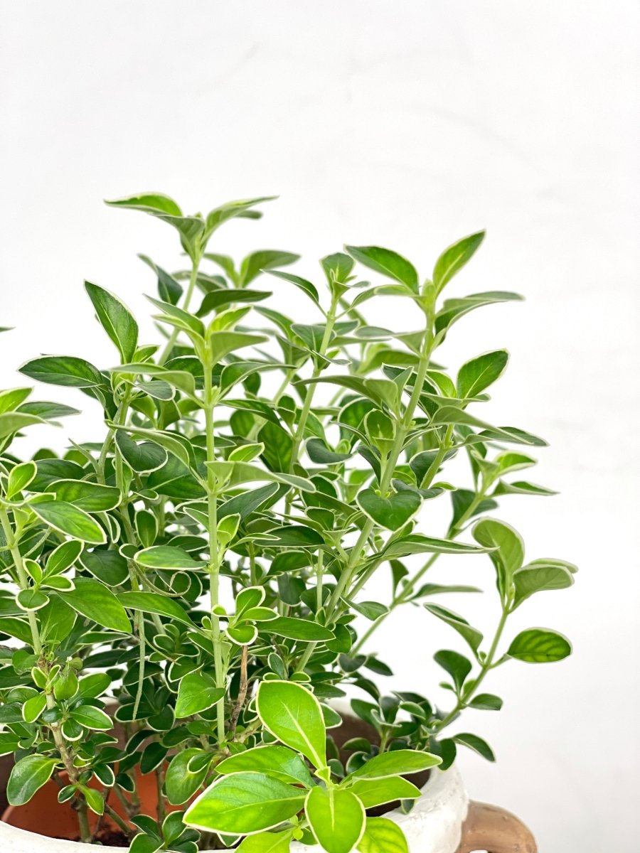 Serissa Japonica 'Snow Rose' - brindle pot - standard/white - Potted plant - Tumbleweed Plants - Online Plant Delivery Singapore