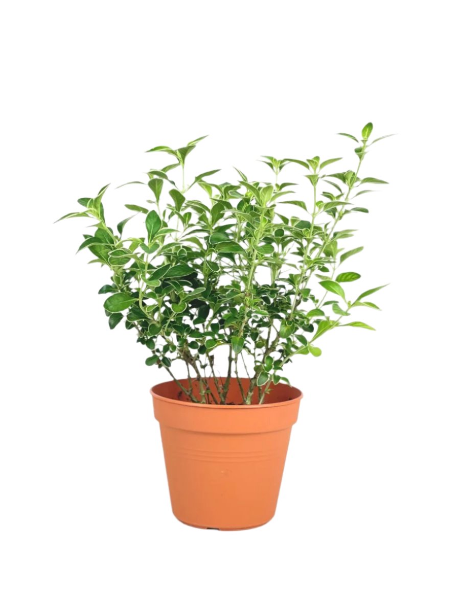 Serissa Japonica 'Snow Rose' - grow pot - Potted plant - Tumbleweed Plants - Online Plant Delivery Singapore