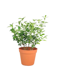 Serissa Japonica 'Snow Rose' - grow pot - Potted plant - Tumbleweed Plants - Online Plant Delivery Singapore