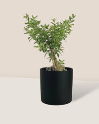 Serissa Japonica 'Snow Rose' - onyx aura ceramic pot - large - Potted plant - Tumbleweed Plants - Online Plant Delivery Singapore