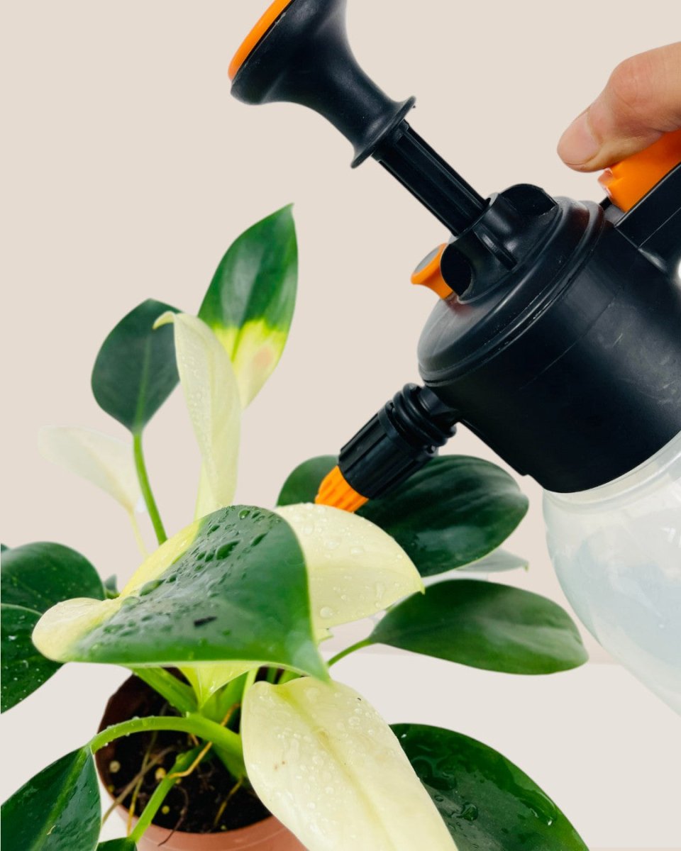 Sheen Garden Pump Spray Bottle - Tumbleweed Plants - Online Plant Delivery Singapore