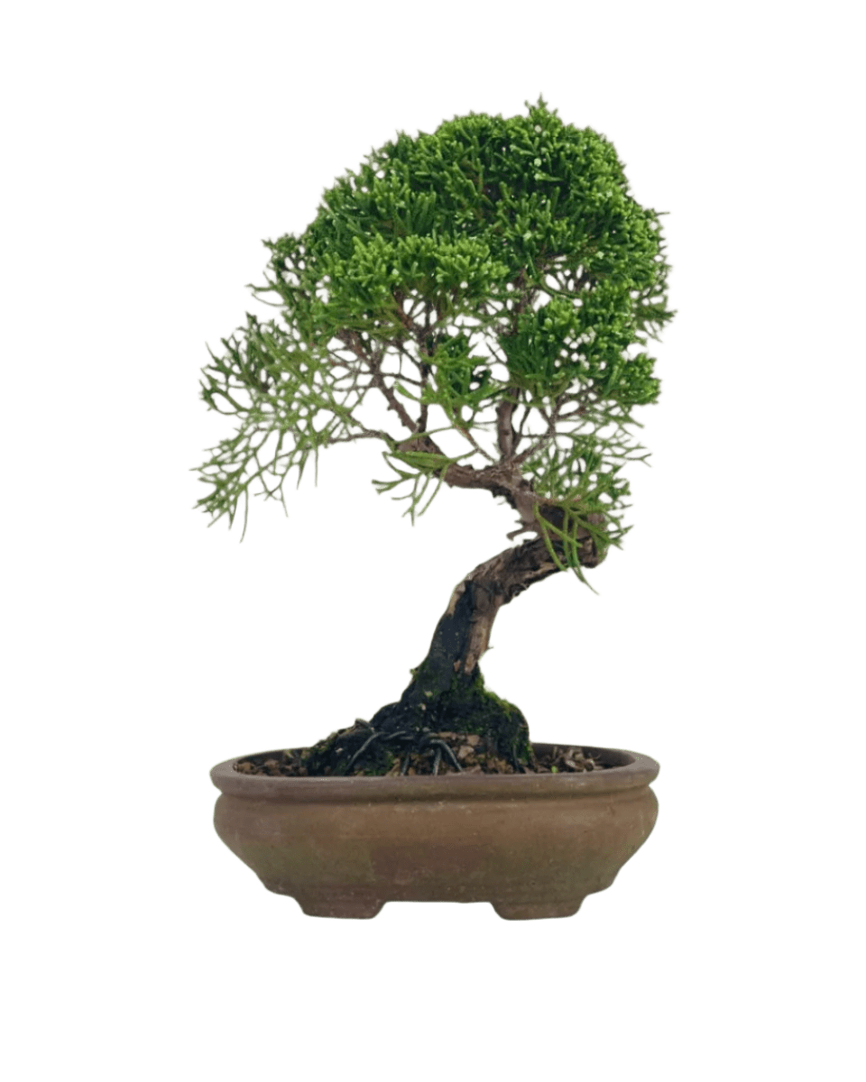 Shinpaku Bonsai - variant 1 - Potted plant - Tumbleweed Plants - Online Plant Delivery Singapore