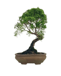 Shinpaku Bonsai - variant 1 - Potted plant - Tumbleweed Plants - Online Plant Delivery Singapore