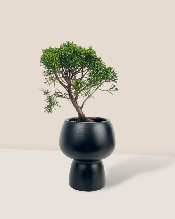 Shinpaku Bonsai - variant 2 - Potted plant - Tumbleweed Plants - Online Plant Delivery Singapore