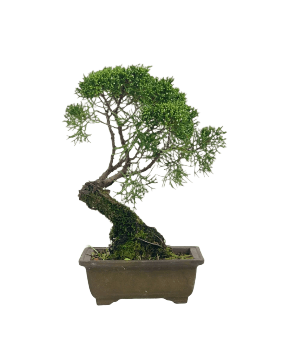 Shinpaku Bonsai - variant 2 - Potted plant - Tumbleweed Plants - Online Plant Delivery Singapore