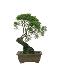 Shinpaku Bonsai - variant 2 - Potted plant - Tumbleweed Plants - Online Plant Delivery Singapore