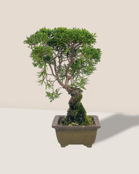 Shinpaku Bonsai - variant 2 - Potted plant - Tumbleweed Plants - Online Plant Delivery Singapore