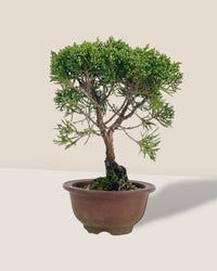Shinpaku Bonsai - variant 3 - Potted plant - Tumbleweed Plants - Online Plant Delivery Singapore